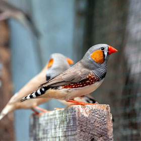 Bird Supplies