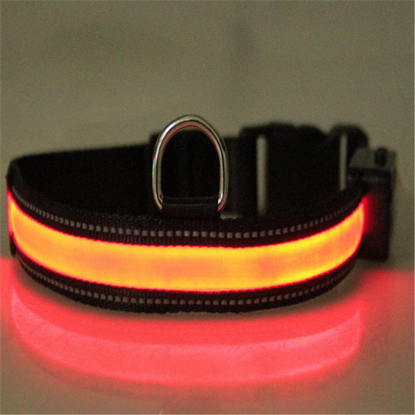 Fluorescent dog collar Image