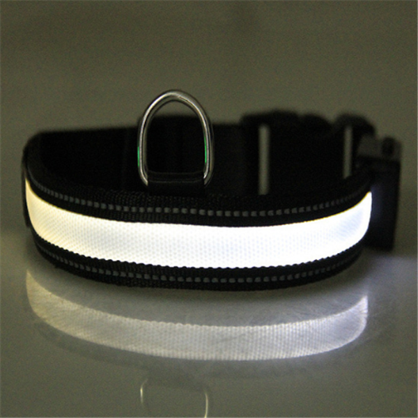 Fluorescent dog collar Image