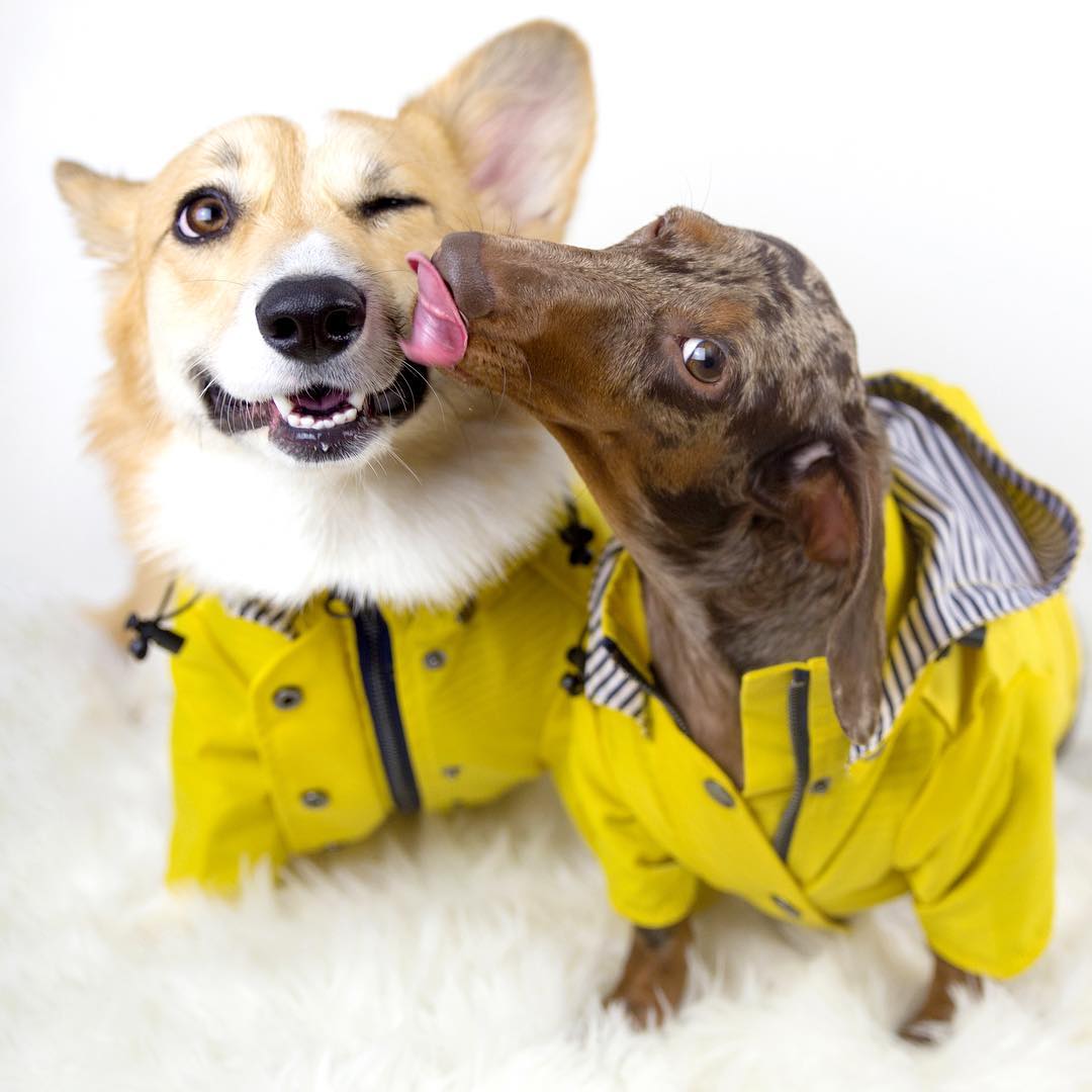 Dog Raincoat Pet Clothes Dog Clothes Rain Water Image