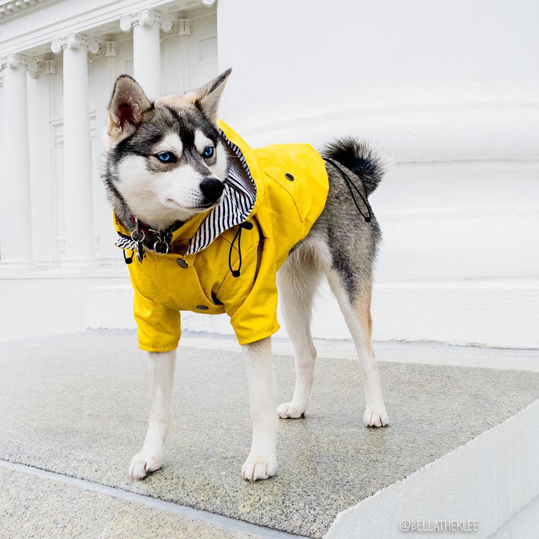 Dog Raincoat Pet Clothes Dog Clothes Rain Water Image