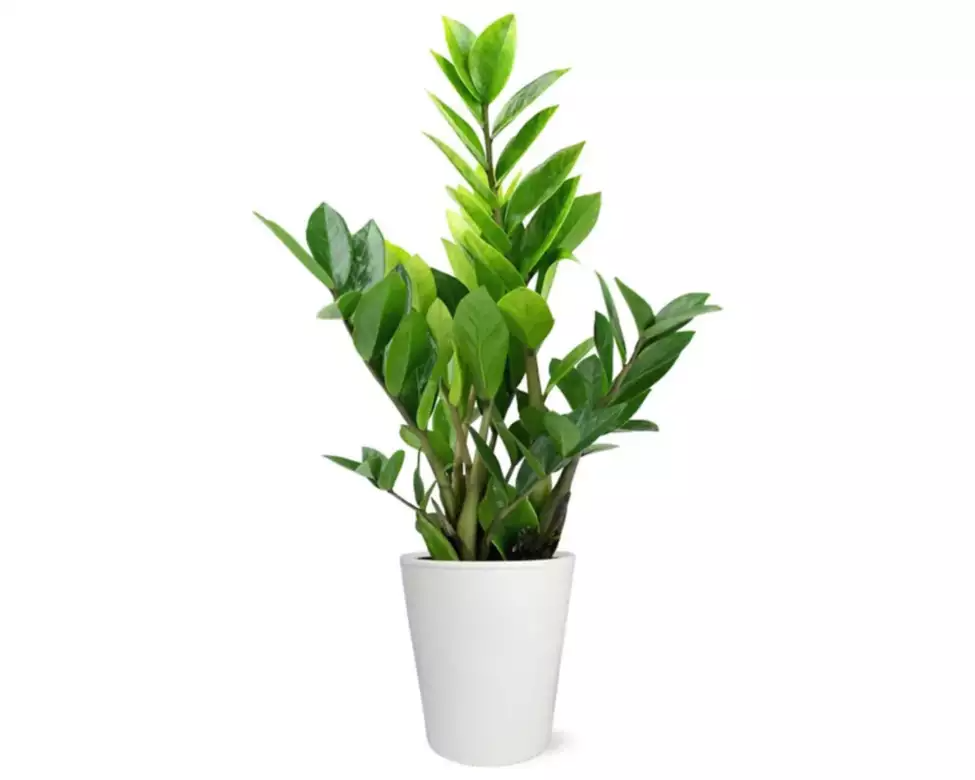 Potted ZZ Houseplant