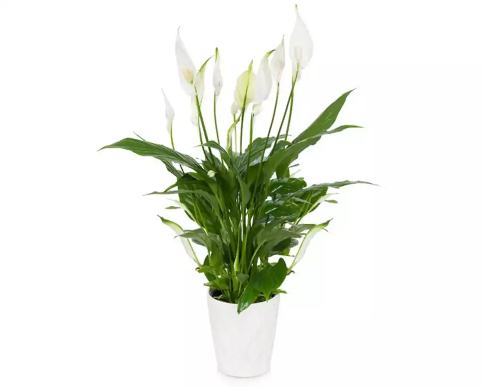 Elegant Peace Lily Plant